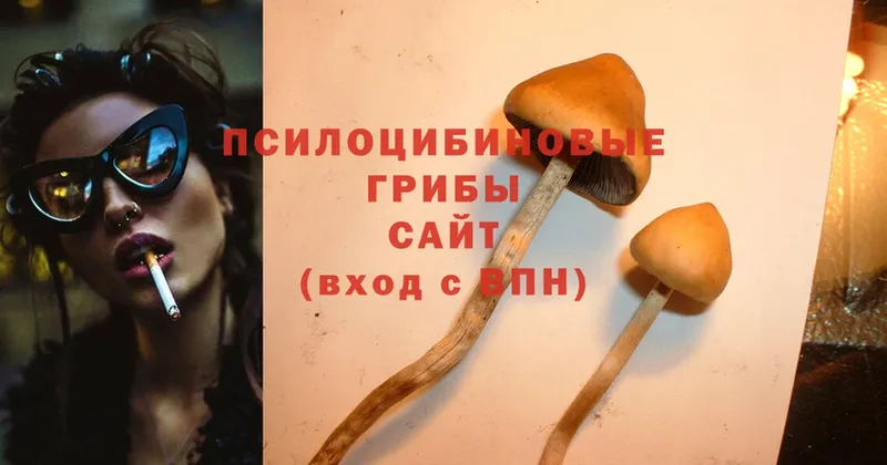 Галлюциногенные грибы Psilocybe  Лермонтов 